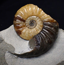 Load image into Gallery viewer, &quot;Popped&quot; Asteroceras obtusum ammonite fossil (68 mm)
