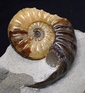 "Popped" Asteroceras obtusum ammonite fossil (68 mm)