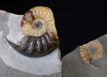 Load image into Gallery viewer, &quot;Popped&quot; Asteroceras obtusum ammonite fossil (68 mm)
