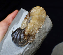 Load image into Gallery viewer, &quot;Popped&quot; Asteroceras obtusum ammonite fossil (68 mm)
