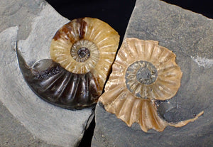 "Popped" Asteroceras obtusum ammonite fossil (68 mm)