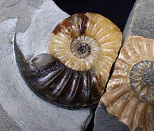 Load image into Gallery viewer, &quot;Popped&quot; Asteroceras obtusum ammonite fossil (68 mm)
