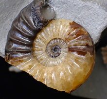Load image into Gallery viewer, &quot;Popped&quot; Asteroceras obtusum ammonite fossil (68 mm)
