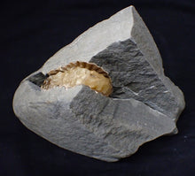 Load image into Gallery viewer, &quot;Popped&quot; Asteroceras obtusum ammonite fossil (68 mm)
