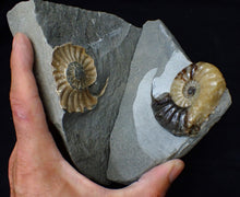 Load image into Gallery viewer, &quot;Popped&quot; Asteroceras obtusum ammonite fossil (68 mm)
