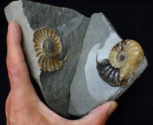"Popped" Asteroceras obtusum ammonite fossil (68 mm)