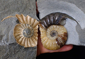 "Popped" Asteroceras obtusum ammonite fossil (68 mm)