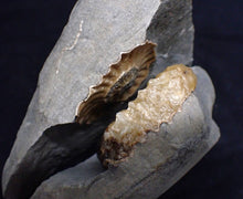 Load image into Gallery viewer, &quot;Popped&quot; Asteroceras obtusum ammonite fossil (68 mm)

