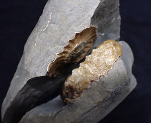 "Popped" Asteroceras obtusum ammonite fossil (68 mm)