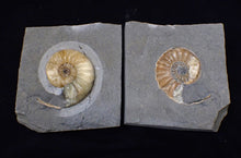 Load image into Gallery viewer, &quot;Popped&quot; Asteroceras obtusum ammonite fossil (66 mm)
