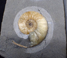 Load image into Gallery viewer, &quot;Popped&quot; Asteroceras obtusum ammonite fossil (66 mm)

