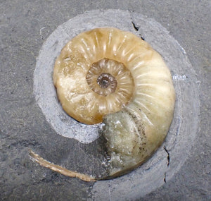 "Popped" Asteroceras obtusum ammonite fossil (66 mm)