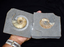 Load image into Gallery viewer, &quot;Popped&quot; Asteroceras obtusum ammonite fossil (66 mm)

