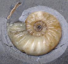 Load image into Gallery viewer, &quot;Popped&quot; Asteroceras obtusum ammonite fossil (66 mm)
