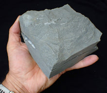 Load image into Gallery viewer, &quot;Popped&quot; Asteroceras obtusum ammonite fossil (66 mm)
