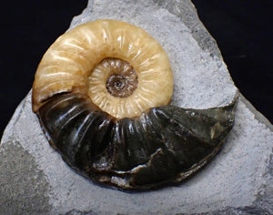 Asteroceras obtusum display ammonite fossil (62 mm)