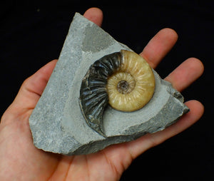Asteroceras obtusum display ammonite fossil (62 mm)