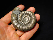 Load image into Gallery viewer, Large pyrite Eoderoceras ammonite fossil (66 mm)
