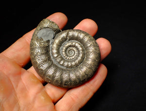 Large pyrite Eoderoceras ammonite fossil (66 mm)