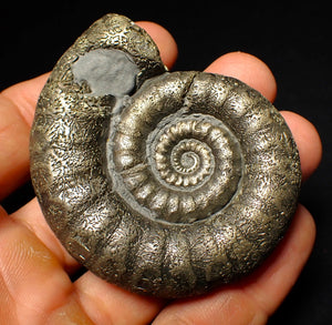 Large pyrite Eoderoceras ammonite fossil (66 mm)