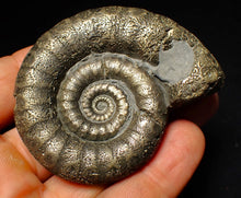 Load image into Gallery viewer, Large pyrite Eoderoceras ammonite fossil (66 mm)
