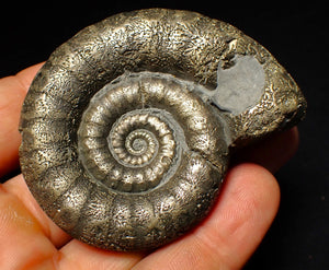 Large pyrite Eoderoceras ammonite fossil (66 mm)