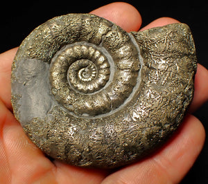 Large pyrite Eoderoceras ammonite fossil (66 mm)