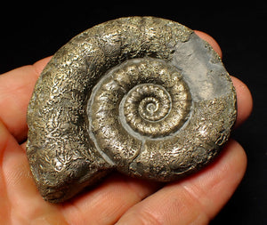 Large pyrite Eoderoceras ammonite fossil (66 mm)