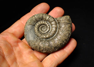 Large pyrite Eoderoceras ammonite fossil (66 mm)