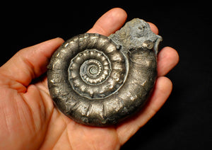 Huge pyrite Eoderoceras ammonite fossil (97 mm)