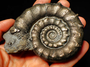 Huge pyrite Eoderoceras ammonite fossil (97 mm)