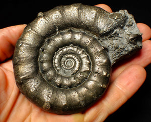 Huge pyrite Eoderoceras ammonite fossil (97 mm)