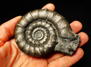 Huge pyrite Eoderoceras ammonite fossil (97 mm)