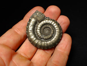 Very large Crucilobiceras pyrite ammonite (47 mm)