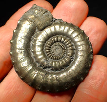 Load image into Gallery viewer, Very large Crucilobiceras pyrite ammonite (47 mm)
