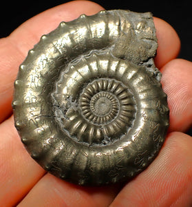 Very large Crucilobiceras pyrite ammonite (47 mm)