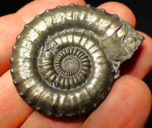 Very large Crucilobiceras pyrite ammonite (47 mm)