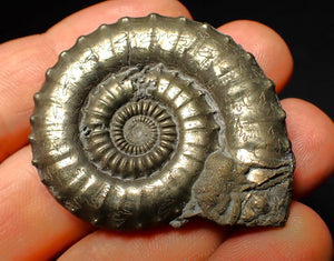 Very large Crucilobiceras pyrite ammonite (47 mm)