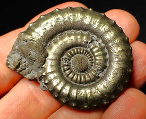 Very large Crucilobiceras pyrite ammonite (47 mm)