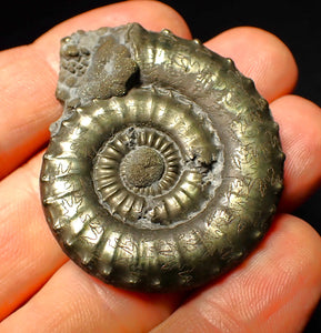 Very large Crucilobiceras pyrite ammonite (47 mm)