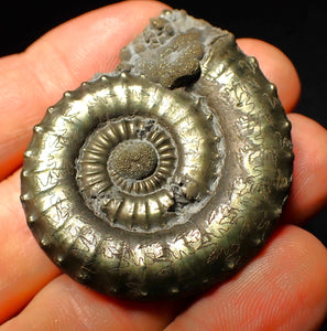 Very large Crucilobiceras pyrite ammonite (47 mm)