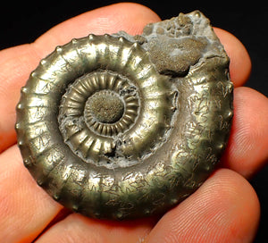 Very large Crucilobiceras pyrite ammonite (47 mm)