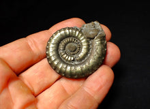 Load image into Gallery viewer, Very large Crucilobiceras pyrite ammonite (47 mm)
