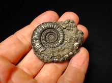 Load image into Gallery viewer, Very large Crucilobiceras pyrite ammonite (47 mm)
