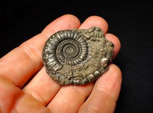 Very large Crucilobiceras pyrite ammonite (47 mm)