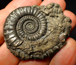 Very large Crucilobiceras pyrite ammonite (47 mm)