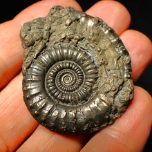 Load image into Gallery viewer, Very large Crucilobiceras pyrite ammonite (47 mm)
