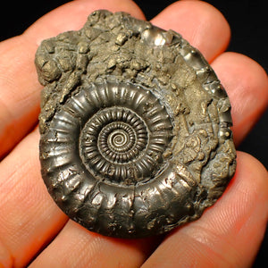 Very large Crucilobiceras pyrite ammonite (47 mm)