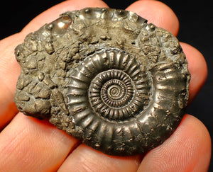 Very large Crucilobiceras pyrite ammonite (47 mm)