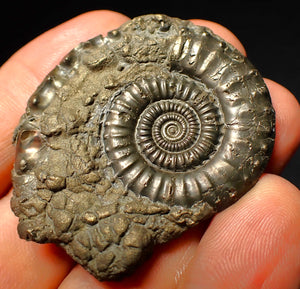 Very large Crucilobiceras pyrite ammonite (47 mm)